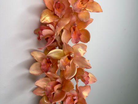 Apricot Zorchid For Discount