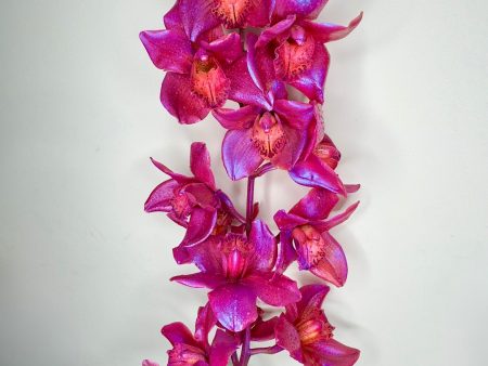 Dragonfruit Zorchid Sale